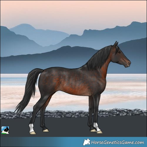 Horse Color:Brown Rabicano