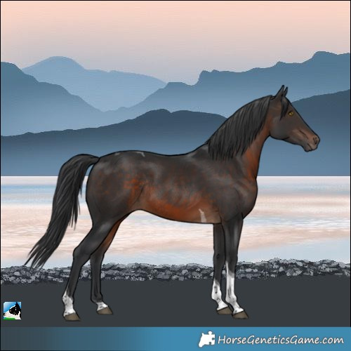 Horse Color:Brown Tobiano Rabicano 