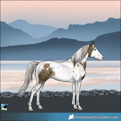 Horse Color:White Spotted Silver Buckskin Splash Tobiano Rabicano 
