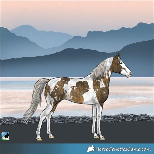 Horse Color:White Spotted Silver Buckskin Splash Tobiano Rabicano