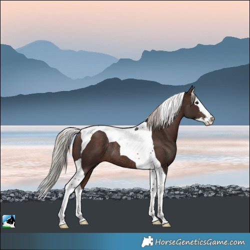 Horse Color:Silver Brown Splash Tobiano Rabicano
