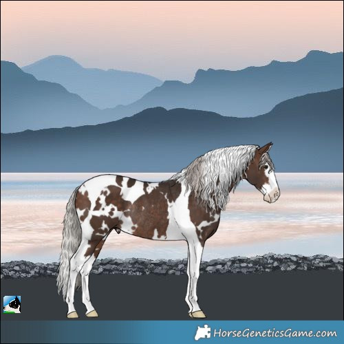 Horse Color:White Spotted Silver Bay Splash Tobiano Rabicano 