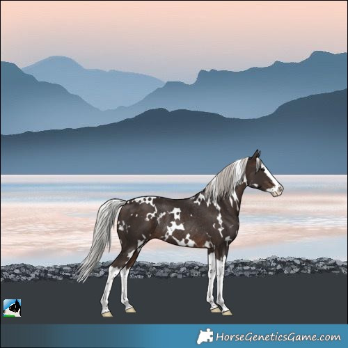 Horse Color:White Spotted Silver Bay Splash Rabicano 