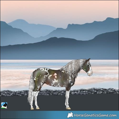 Horse Color:White Spotted Silver Bay Splash Rabicano