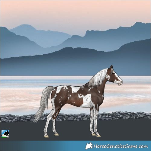 Horse Color:White Spotted Silver Brown Splash Tobiano Rabicano 