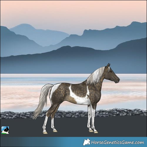 Horse Color:Silver Buckskin Tobiano Rabicano