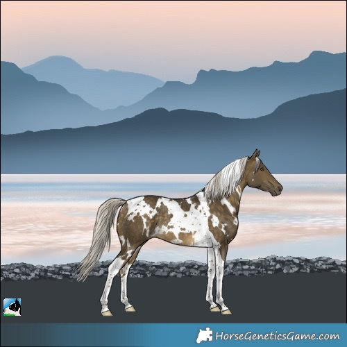 Horse Color:White Spotted Silver Buckskin Tobiano Rabicano