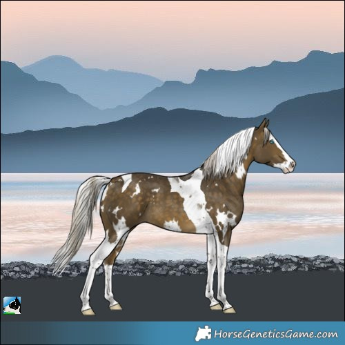 Horse Color:White Spotted Silver Buckskin Splash Tobiano
