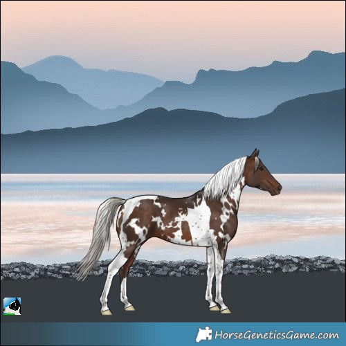 Horse Color:White Spotted Silver Bay Tobiano