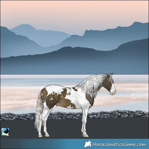 Horse Color:White Spotted Silver Buckskin Splash Tobiano 