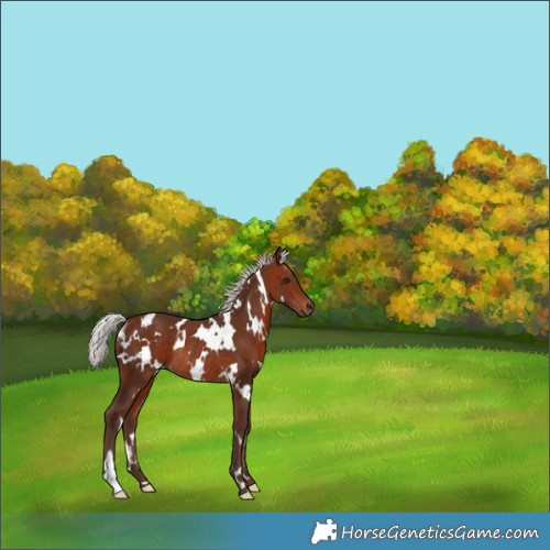 Horse Color:White Spotted Silver Bay Rabicano 