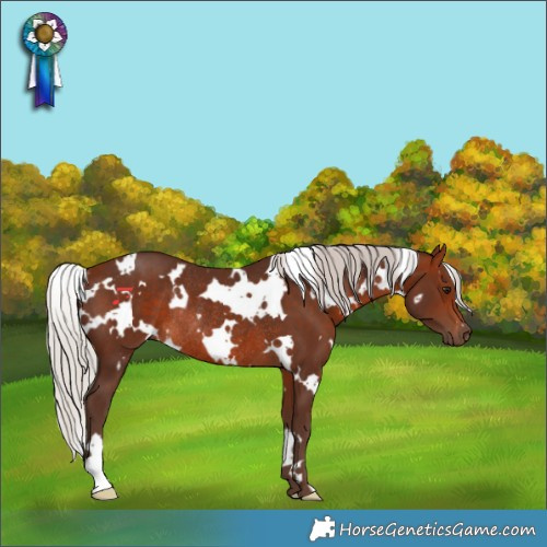 Horse Color:White Spotted Silver Bay Rabicano