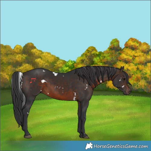 Horse Color:White Spotted Brown Rabicano