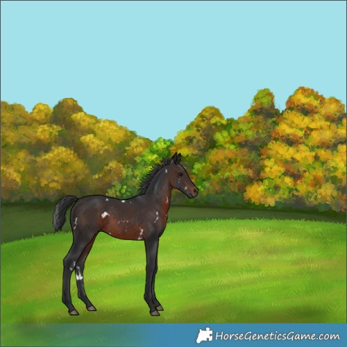 Horse Color:White Spotted Brown Rabicano 