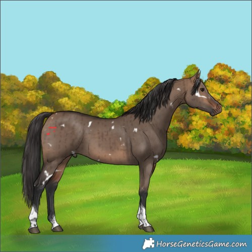 Horse Color:White Spotted Bay Dun Tobiano Rabicano Brindle