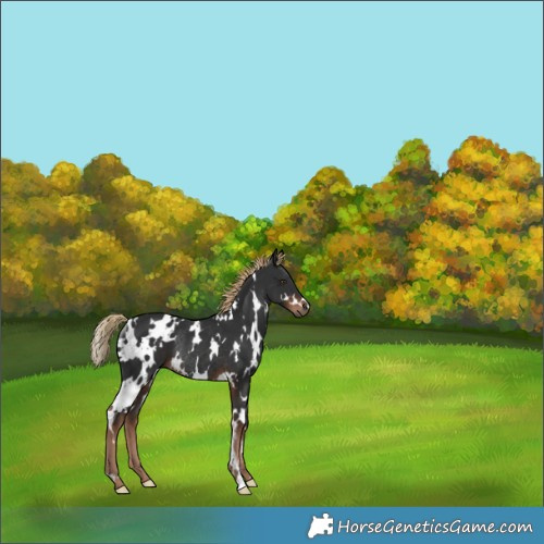 Horse Color:White Spotted Liver Chestnut Rabicano 