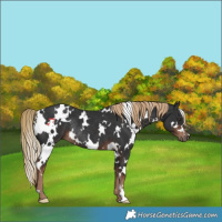 Horse Color:White Spotted Liver Chestnut Rabicano 