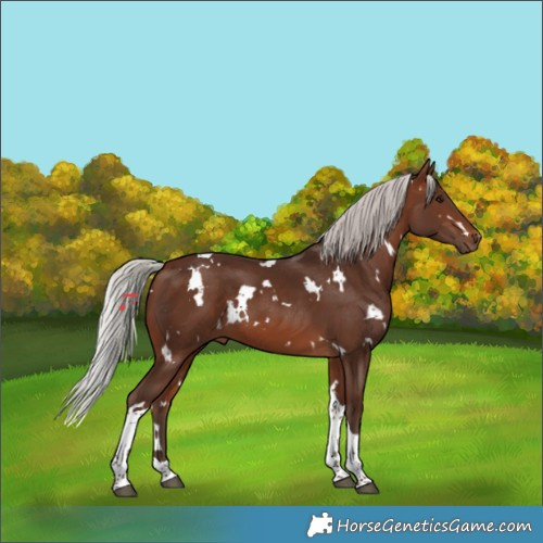 Horse Color:White Spotted Silver Brown Tobiano 