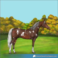Horse Color:White Spotted Silver Brown Tobiano