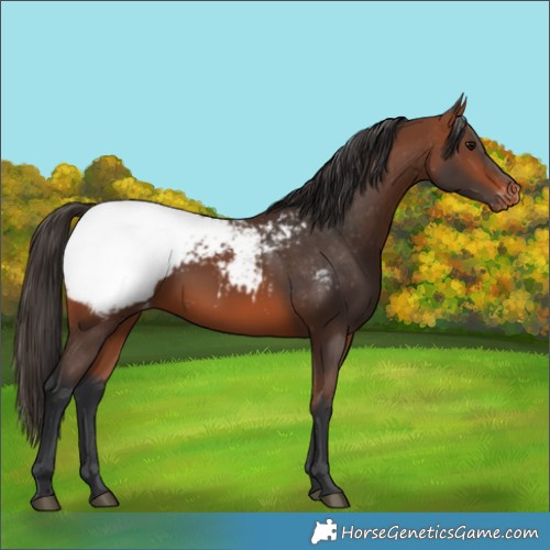 Horse Color:Bay Snowcap