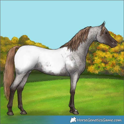 Horse Color:Liver Red Roan Snowcap