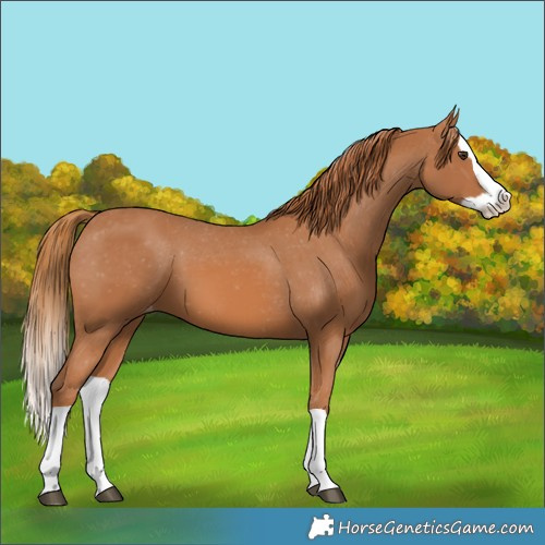 Horse Color:Chestnut Splash Varnish 