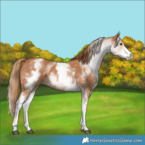 Horse Color:White Spotted Chestnut 