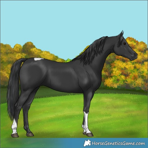 Horse Color:Black Tobiano Rabicano 