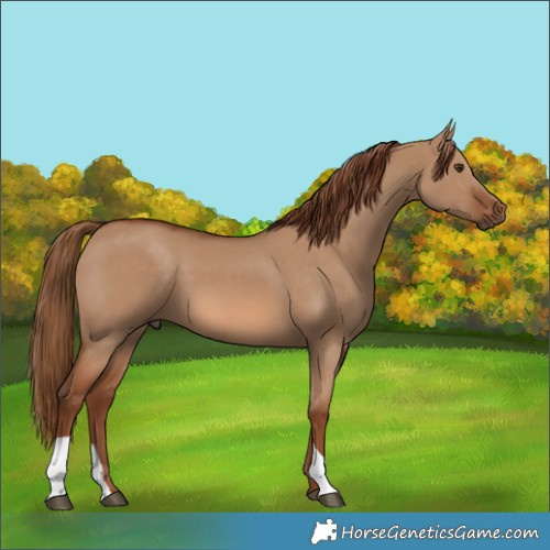 Horse Color:Red Dun 