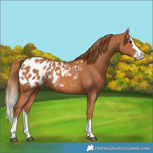 Horse Color:Chestnut Splash Blanket 