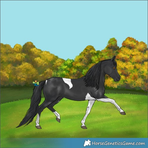 Horse Color:Black Tobiano