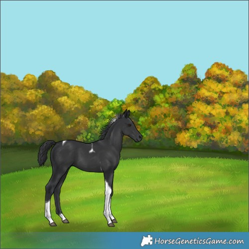 Horse Color:Black Tobiano