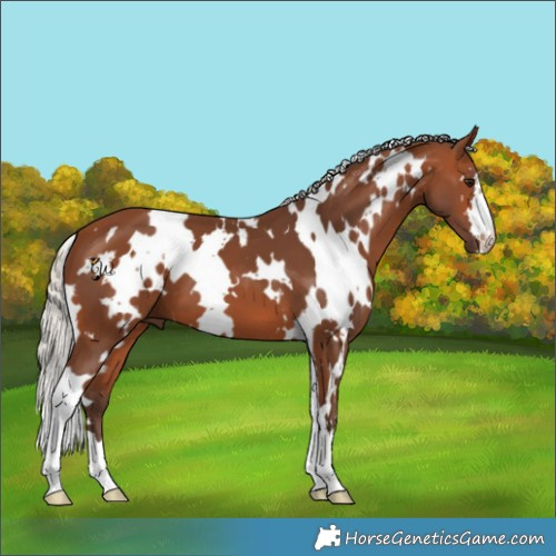 Horse Color:White Spotted Silver Brown