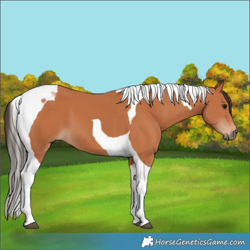 Horse Color:Bay Tobiano 
