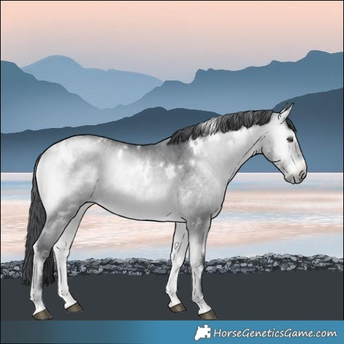 Horse Color:White Spotted Bay Chinchilla Onyx