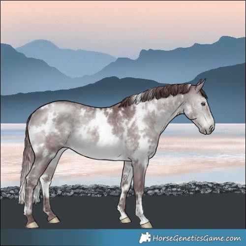 Horse Color:White Spotted Chocolate Brown Chinchilla 