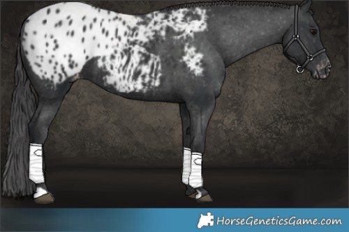 Horse Color:Black Appaloosa 