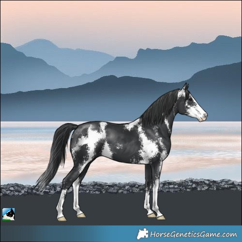 Horse Color:Black Mushroom Sabino 