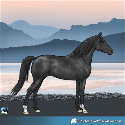 Horse Color:Black 