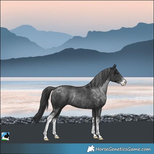 Horse Color:Black Sabino Rabicano 