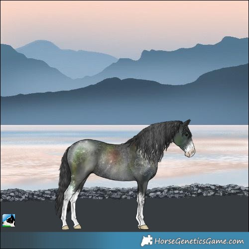 Horse Color:Black Sabino Rabicano