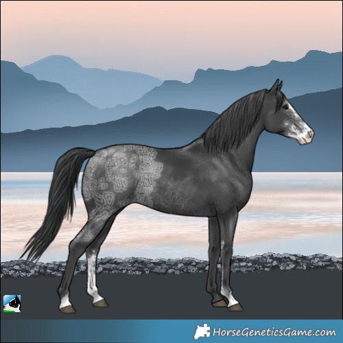 Horse Color:Black Ice Sabino Rabicano 