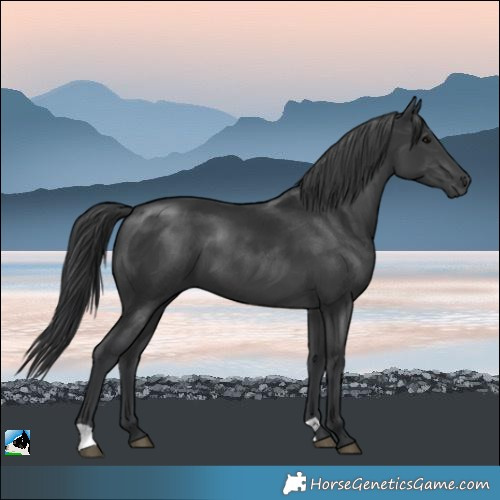 Horse Color:Black Mushroom 