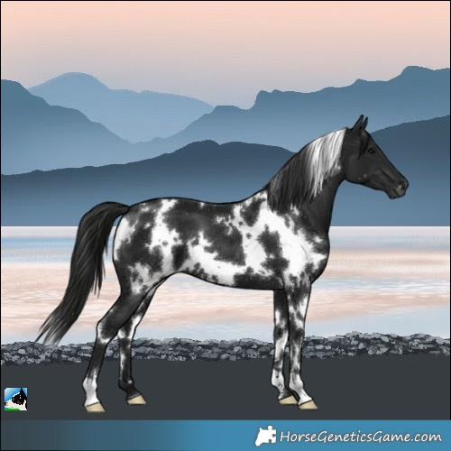 Horse Color:Gray White Spotted Black 