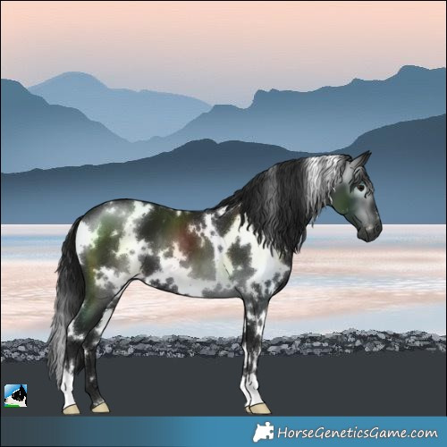 Horse Color:Gray White Spotted Black
