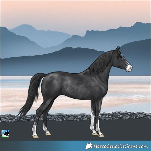 Horse Color:Black Mushroom Sabino Rabicano 