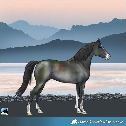 Horse Color:Black Mushroom Sabino Rabicano