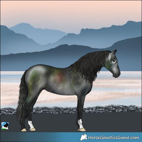 Horse Color:Gray Black Rabicano 