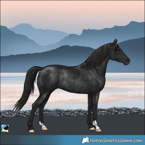 Horse Color:Gray Black Rabicano 