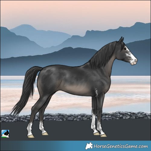 Horse Color:Black Mushroom Sabino 